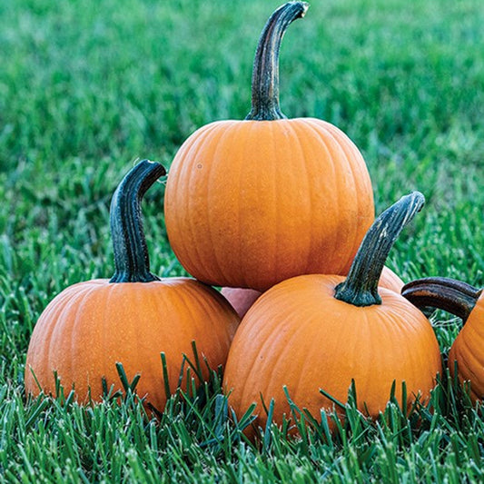 Touch of Autumn Pumpkin Vegetable Seeds