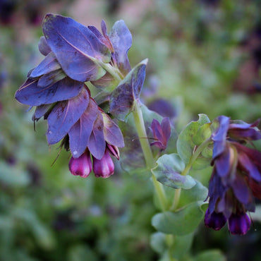 Cerinthe Blue Shrimp Flower Seeds