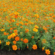 Vibrant Marigold Seeds for a Colorful Garden