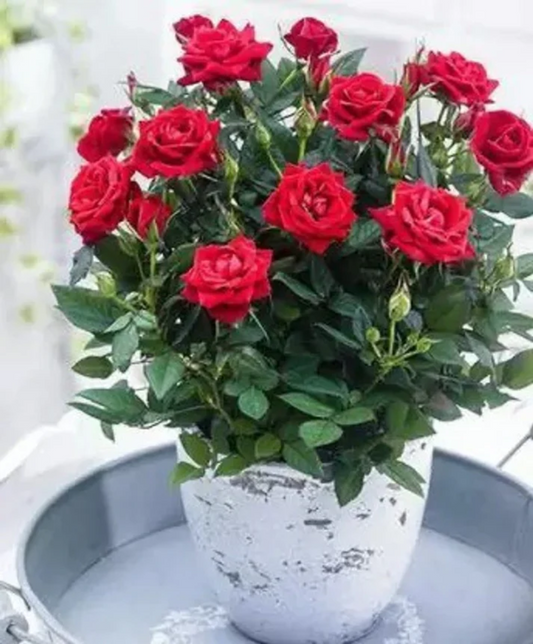 Red Rose Flower Seeds