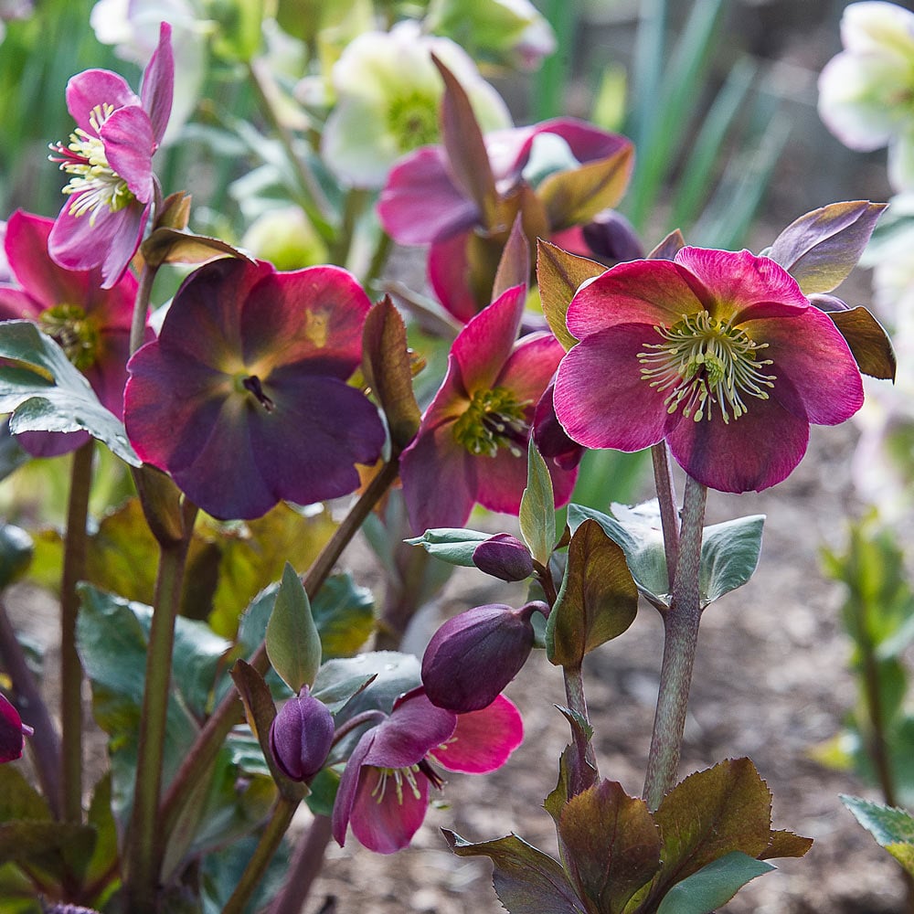 Christrose Blumensamen