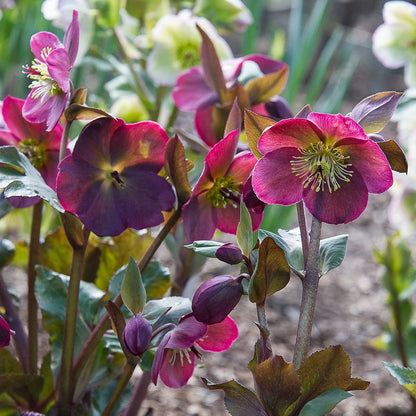 Christrose Blumensamen
