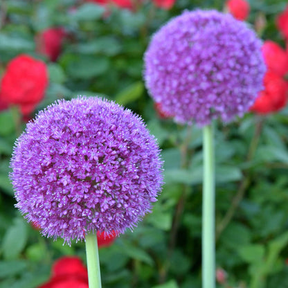 Giant Allium Flower Seeds