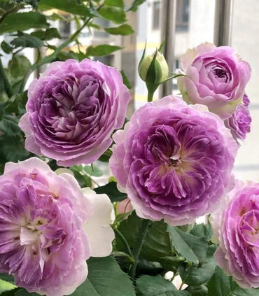 Climbing Blue Moon Rose - Lavender Blue Climbing Rose Bush for Your Garden