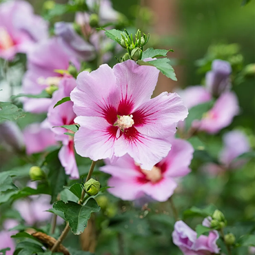 Mixed Colors Rose of Sharon Flower Seeds