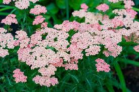 yarrow flower seeds baby pink