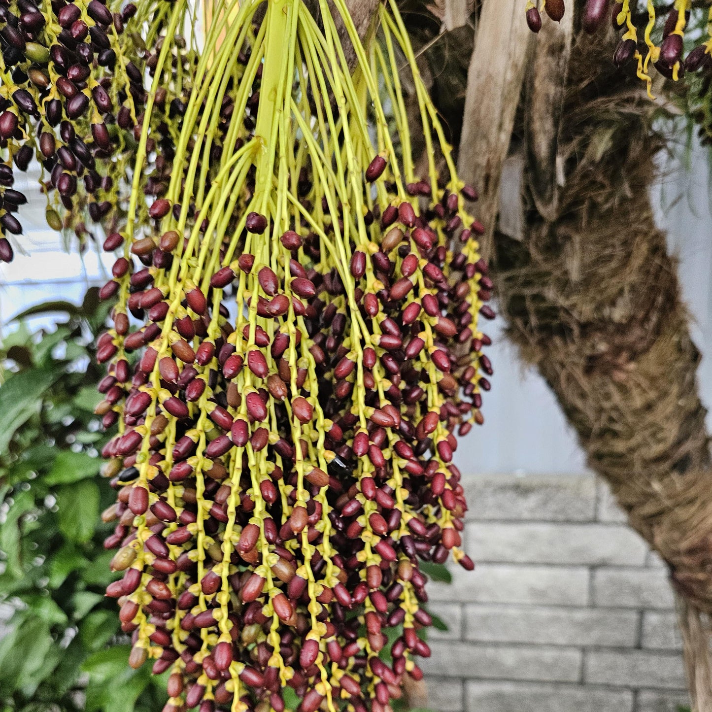 Phoenix Roebelenii Pygmy Date Palm Seeds