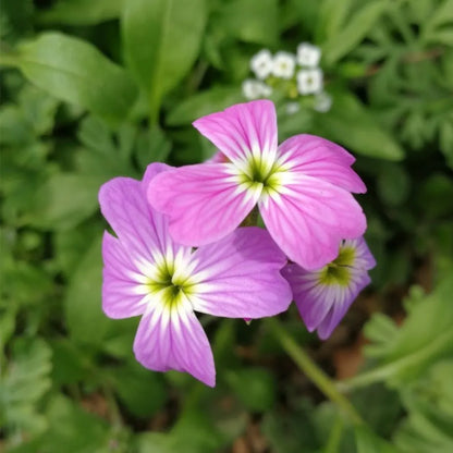 Virginia Stock Flower Seeds