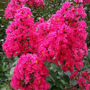 Crepe Myrtle Flower Seeds