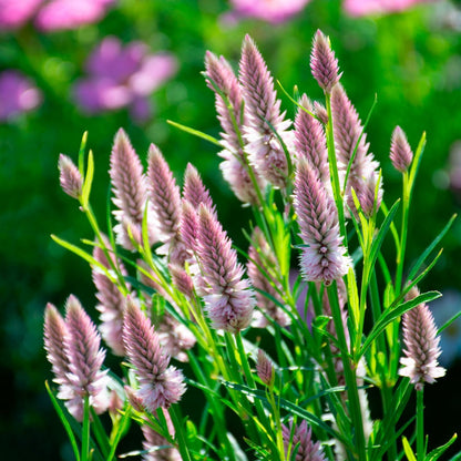 Celosia Argentea 'Flamingo Feather' Flower Seeds