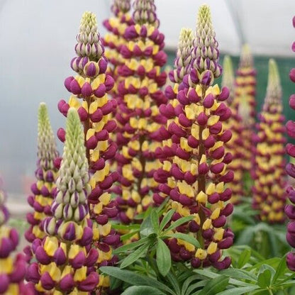 Lupine Wildflower Seeds dark red & yellow