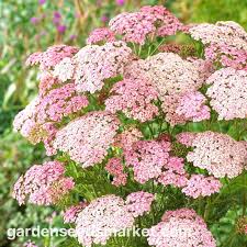 yarrow flower seeds baby pink