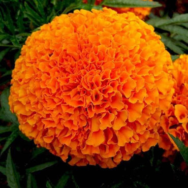 Non GMO Marigold Seeds for Bright and Bold Blooms