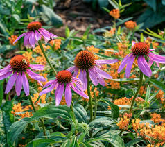 Midwest Wildflower Mix
