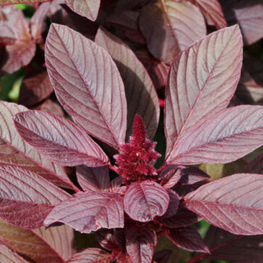 Amaranthus Blitum (Purple Amaranth) Seeds - Vibrant Purple Leafy Green for Culinary & Ornamental Use