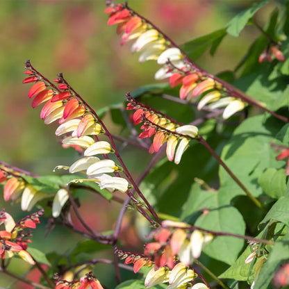 Ipomoea Lobata Flower Seeds