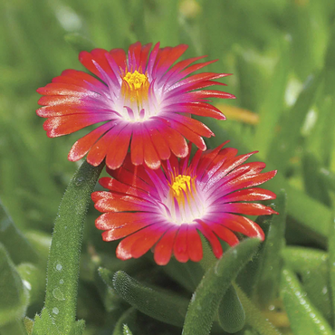 Red Ice plant flower Seeds