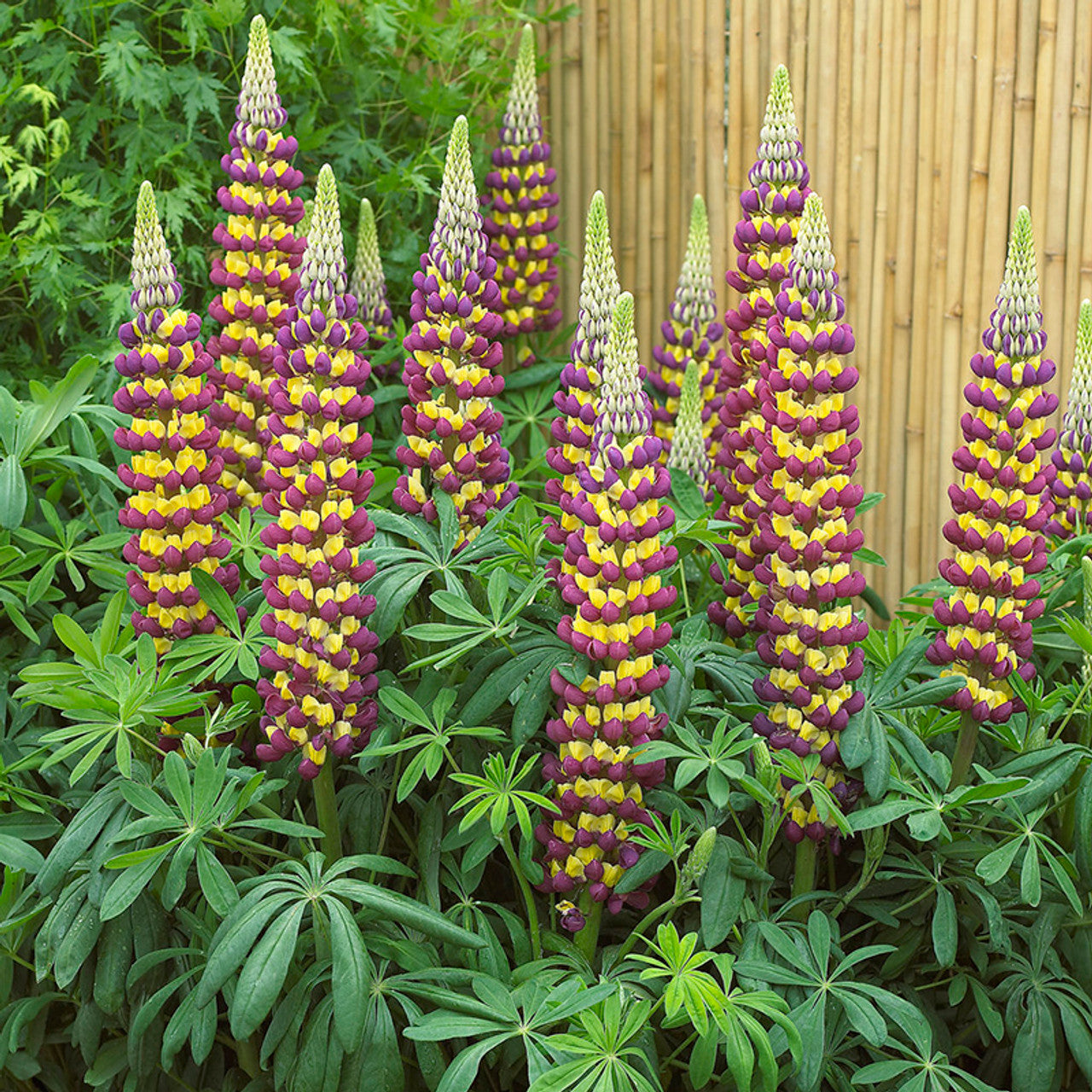 Lupine Wildflower Seeds dark red & yellow