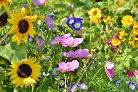 Northeast Wildflower Seed Mix