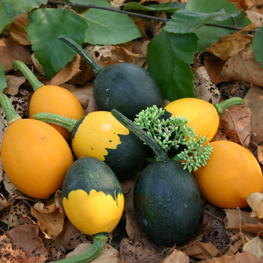 Graines de légumes de gourdes œufs de gobelin