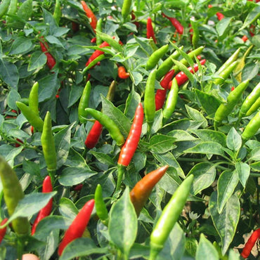 Semi di Peperone Serrano