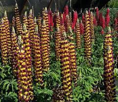 Lupine Wildflower Seeds dark red & yellow