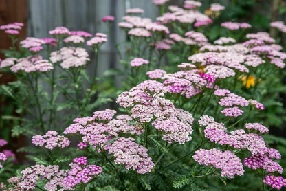 yarrow flower seeds baby pink