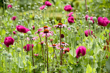Northeast Wildflower Seed Mix