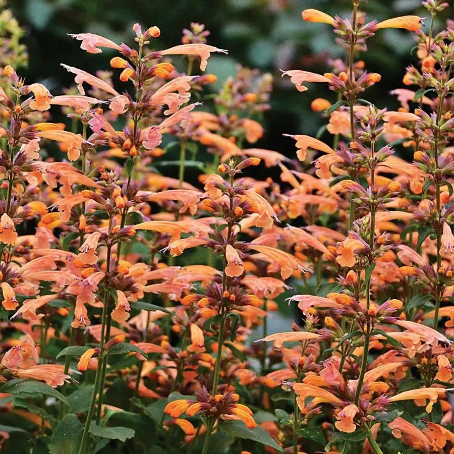 Agastache (Agastache Arizona) seeds for planting in home garden