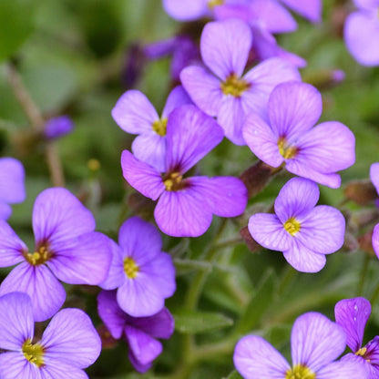 Aubrieta Deltoidea Flower Seeds