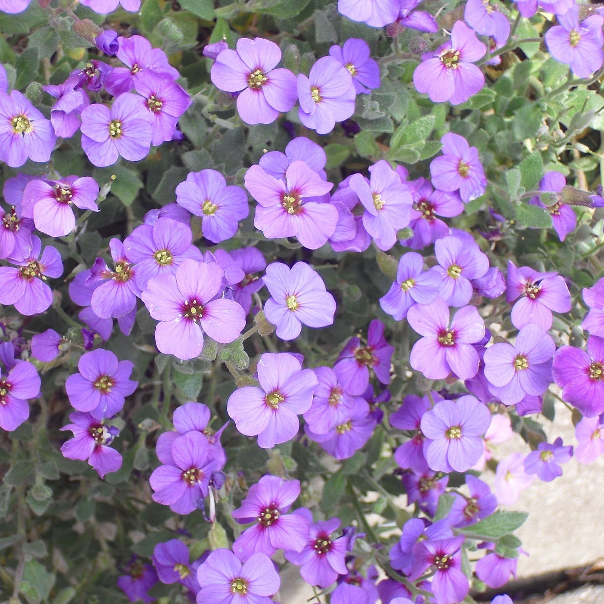 Aubrieta Deltoidea Flower Seeds