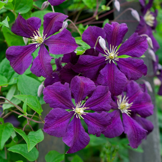 Purple Green Clematis Flower Seeds