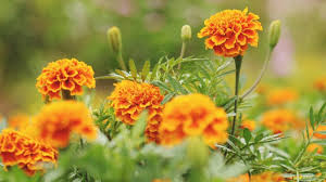Easy to Grow Marigold Seeds for Pest Free Gardens