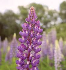 Lupine Wildflower Seeds purple