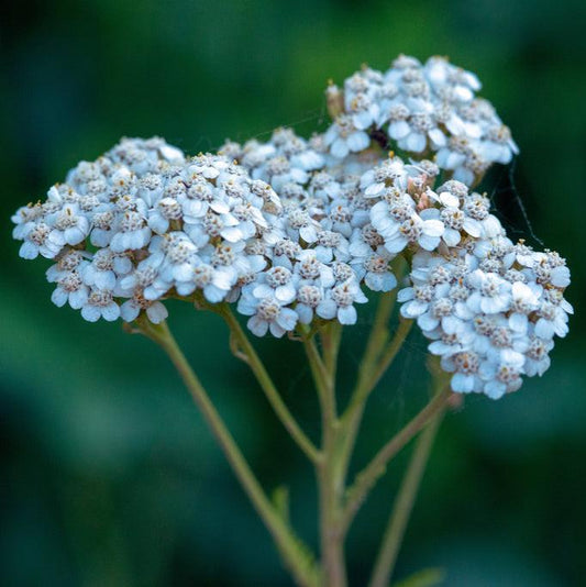 yarrow flower seeds sky blue