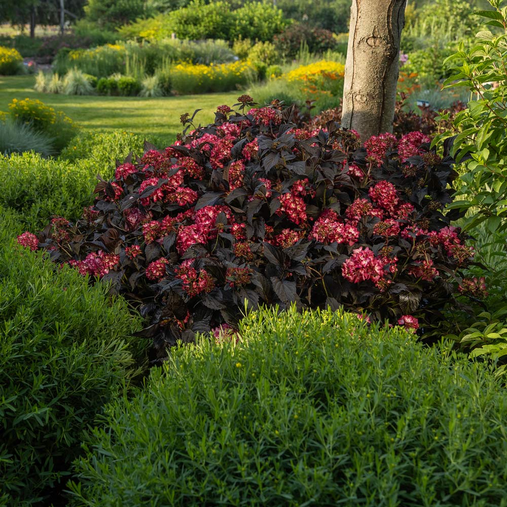 Burgundy Hydrangea Flowering Seeds for Planting and Gardening