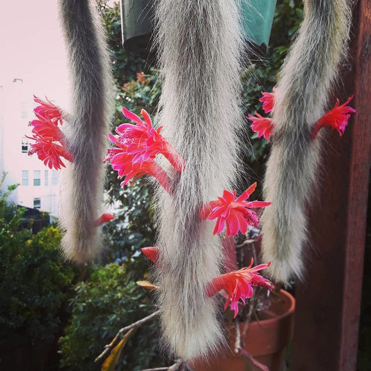 Soft Monkey Tail Cactus Herb Seeds