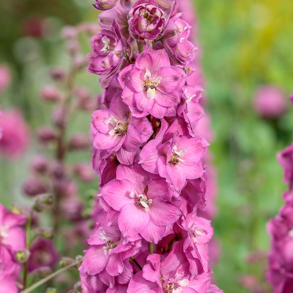 Pink Delphinium Flower Seeds