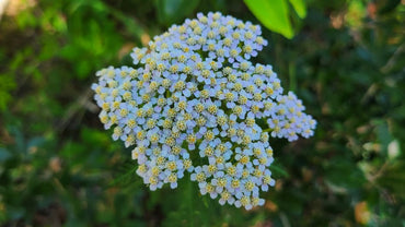 yarrow flower seeds sky blue