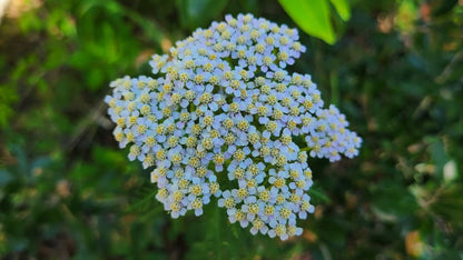 yarrow flower seeds sky blue
