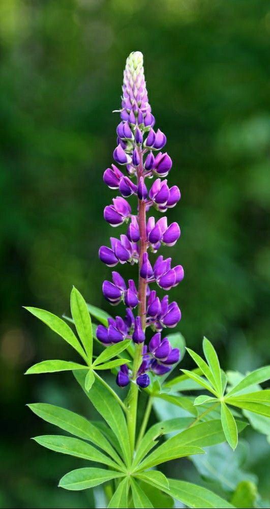 Lupine Wildflower Seeds purple