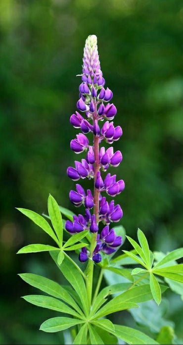 Lupine Wildflower Seeds purple