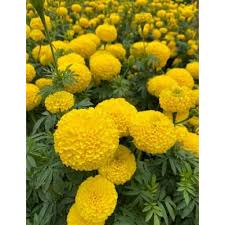 Easy to Grow Marigold Seeds for Pest Free Gardens