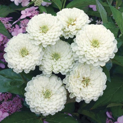 Zinnia Elegans White Seeds