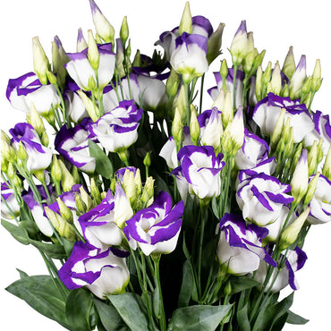 Mixed Lisianthus Sapphire Flower seeds for Planting - Seasonal Bloomer, Heirloom & GMO Free Seeds for Home Garden
