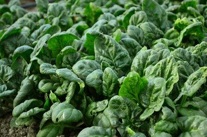 Winter Giant Spinach Seeds
