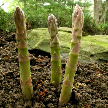 "Gardeners Basics Asparagus Seeds