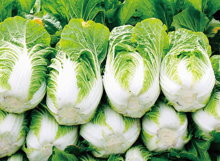 Graines de chou chinois Bok Choy