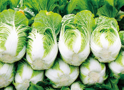 Graines de chou chinois Bok Choy