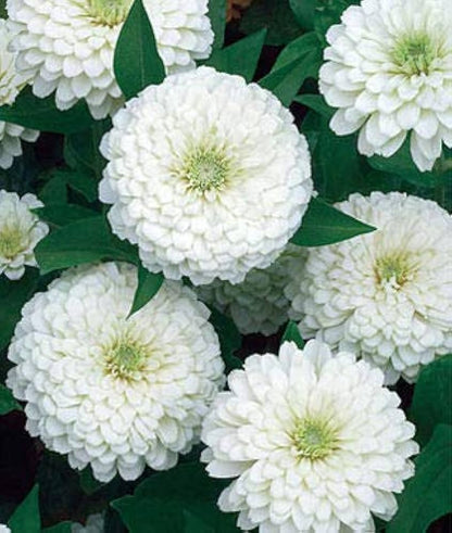 white zinnia flower seeds for planting